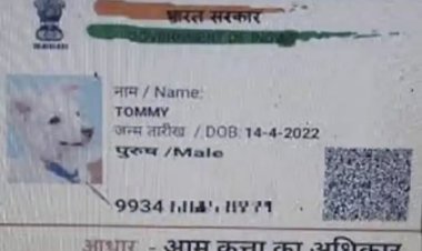 ऐकावे ते नवलच ,जात प्रमाणपत्रासाठी कुत्र्याचा अर्ज; फोटो, काम आणि पालकाचं नाव वाचून पोट धरून हसाल