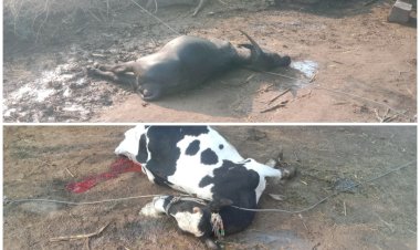 खेडभोसे गावात विद्युत मंडळाची वीजवाहक तार तुटून दोन दुधाळ जनावरे दगावली एका महिन्यात तीन वेळा तार तुटली यावरून मंडळाचा निष्काळजीपणा दिसून येत आहे. अंदाजे २ लाखांचे नुकसान..