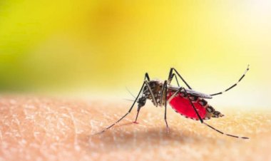 अनवली येथे डेंग्यूचे थैमान डेंग्यूने घेतला एका महिलेचा जीव; गावात भीतीचे वातावरण