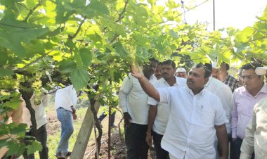 अवकाळी पावसाने नुकसानग्रस्त झालेल्या द्राक्ष बागांची आमदार समाधान आवताडे  केली पाहणी