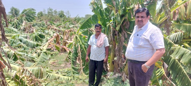 पंढरपूर तालुक्यातील सिद्धेवाडी ,अनवली व एकलासपूर नुकसानग्रस्त पिकांची प्रांताधिकारी सचिन इथापे यांनी केली पाहणी