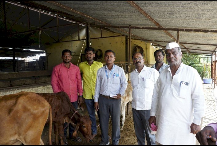 श्री विठ्ठल - रुक्मिणी मंदिर समितीच्या गोशाळेतील खोंडे शेतक-यांना मोफत वाटप,..व्यवस्थापक मनोज श्रोत्री.