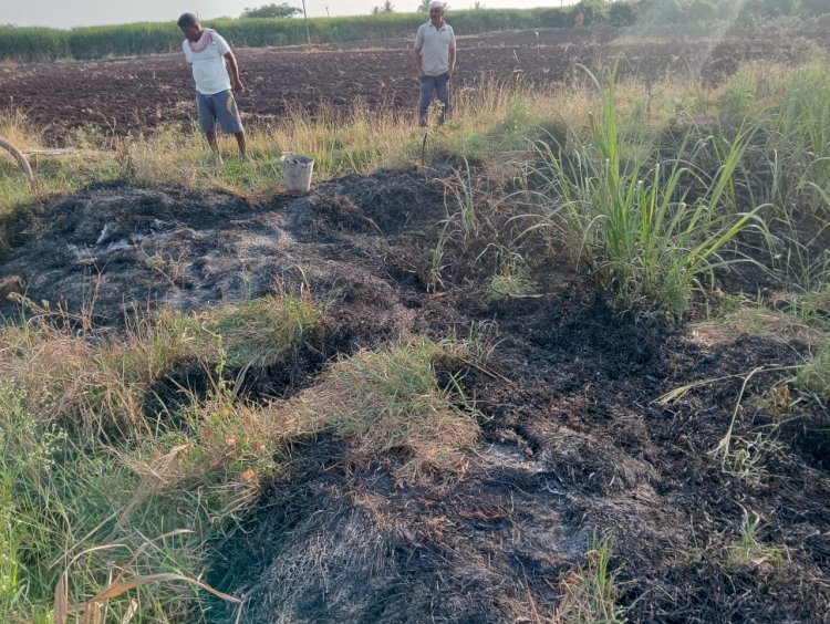 भाळवणीत  अज्ञात व्यक्तीने केले लाखो रुपयाचे  शेतकऱ्यांचे नुकसान,   शेतकऱ्यांमध्ये  घबराटीचे वातावरण,  पोलीस प्रशासनाचे दुर्लक्ष