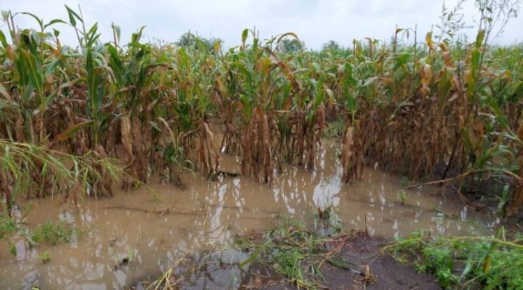 अतिवृष्टी व पुराच्या पाण्यामुळे झालेल्या शेती पिकाच्या नुकसानीचे पंचनामे त्वरित करावेत - जिल्हाधिकारी कुमार आशीर्वाद